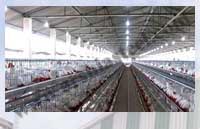 Poultry PEB Shed